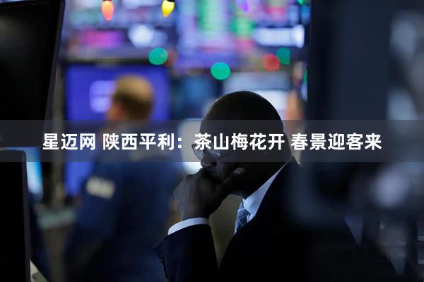 星迈网 陕西平利：茶山梅花开 春景迎客来